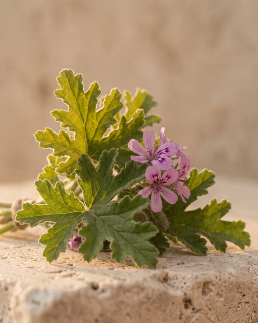 زيت إبرة الراعي العطري النقي - Delune