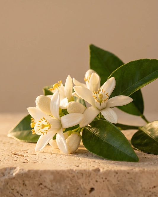 Fresh white orange blossom and glossy leaves glowing in warm light — the honeyed floral scent of Delune Neroli Pure Essential Oil